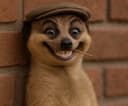 Meerkat